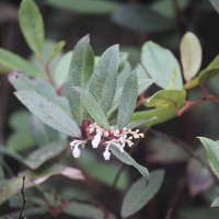 Gaultheria fragrantissima Wall.